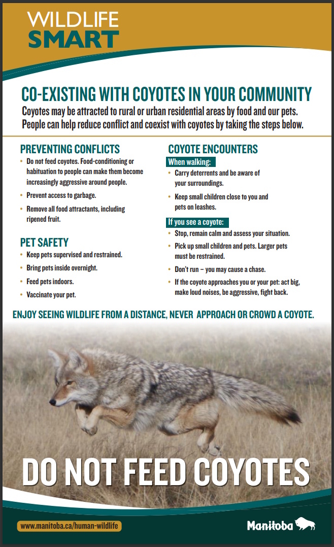 COYOTE POSTER PROVINCE OF MBj.jpg